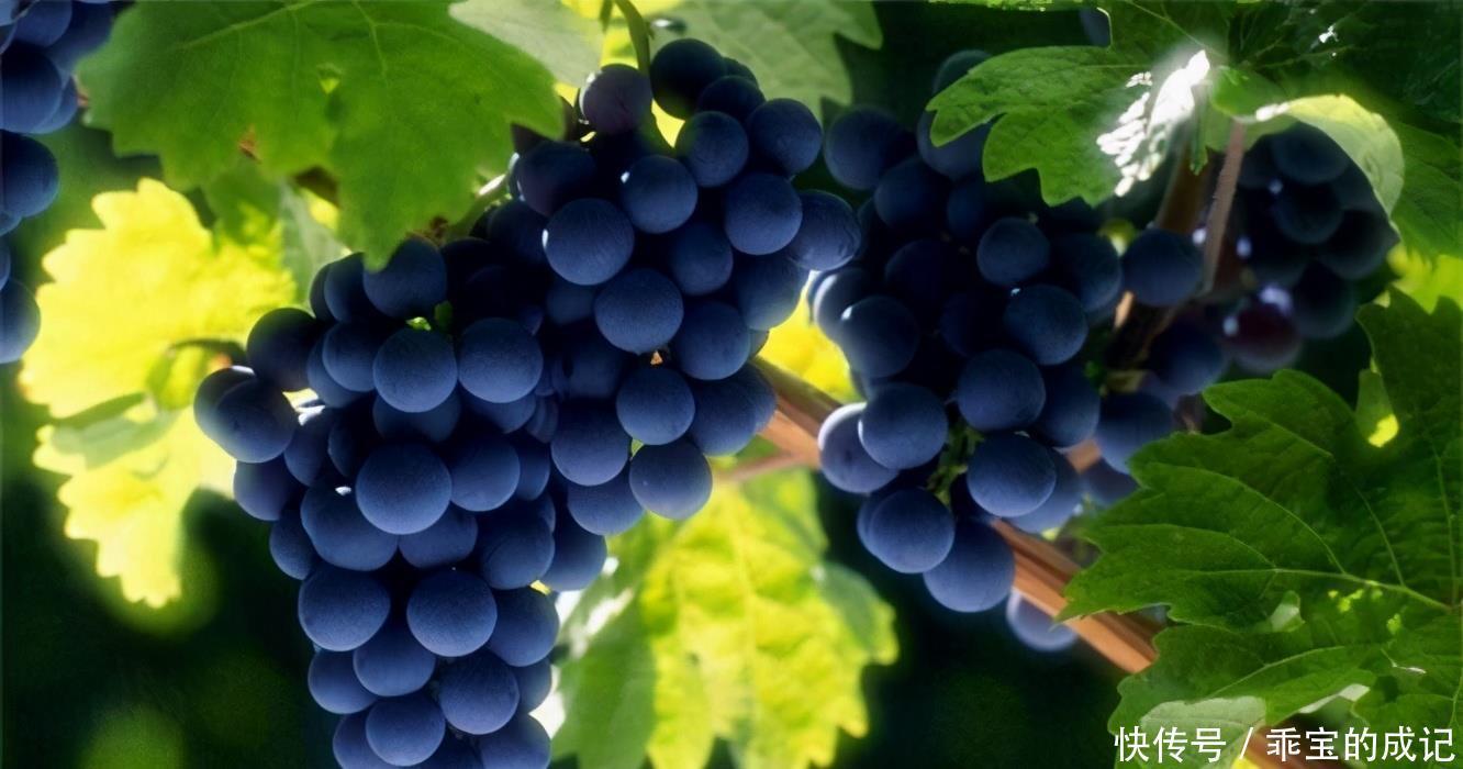 早好|想长寿先养生,多吃3种蔬菜,营养丰富,改善气血,早吃早好