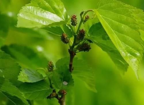 想长寿要会吃，多吃几种食物，美容养颜，延缓衰老，越来越年轻