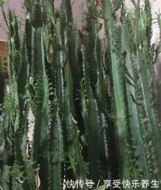 8种镇宅花,窗户边养一棵,霸气又镇宅!