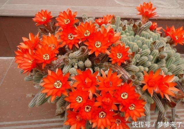 仙人掌“大毛虫”,冬天冻通红,春天“精致”满头,开眼了