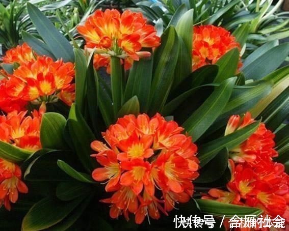 花友|君子兰出现黄叶烂根不可怕！老花匠教你做好这四点 天天蹭蹭长个！