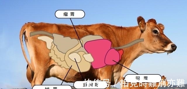 细菌|新研究发现:牛靠吃草长肌肉,所以能消化塑料,牛为什么这么牛?