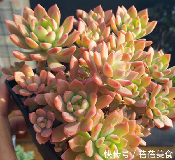 气根|新手养多肉马库斯,了解掌握4个要点,颜色水润,养成漂亮小老桩