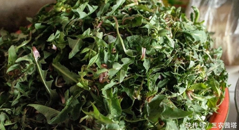 采摘|农村一种野草,春天时候经常被采摘当美味,实际药用价值更高