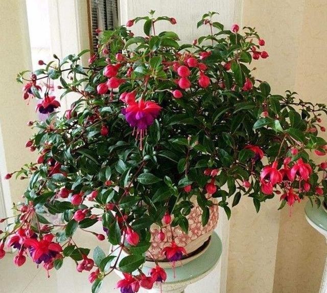 才能|把花种花盆里就像人穿鞋,适当“垫一垫”,才能透气不“捂根”!