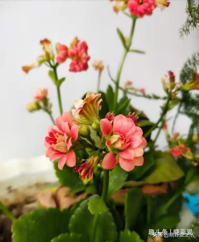 病虫害|长寿花什么时候修剪三种情况赶紧剪,越剪越旺盛,开成大花球