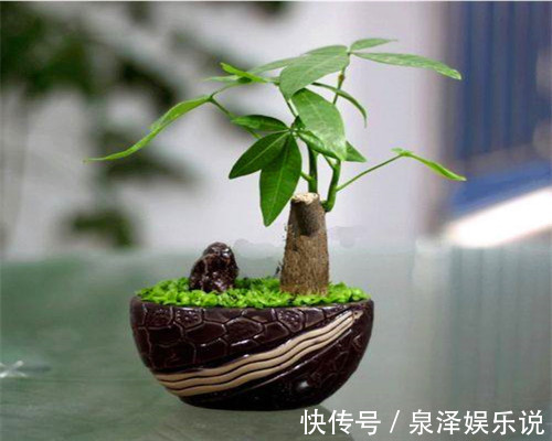 浇水|发财树叶片发黄怎么办关于发财树养护的3个要点,别说没提醒