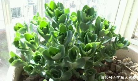 有院子一定要养“2种”花,剪1根枝条“沾土就活”,变成小花园!