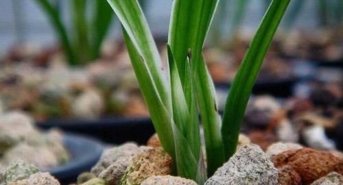 墨兰什么时候发芽?如何养护?