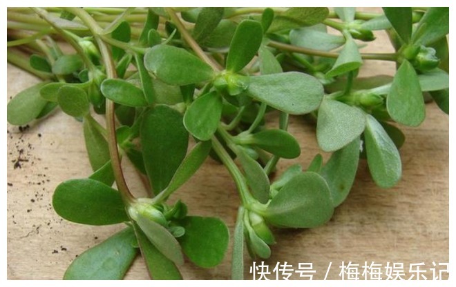 营养成分|经常用马齿苋煮水喝,5个好处不请自来,下次试一下吧