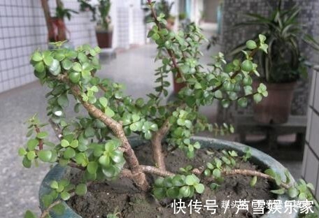 聪明人喜欢“2绿植”，养人还旺财，枝条变老后，就成“镇家宝”