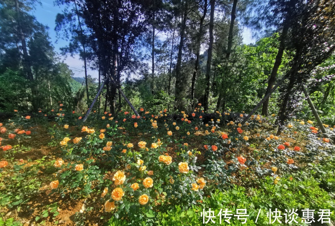 绿博园|月季花谷丨每个人都有自己的秘密花园 来这留下你的故事吧