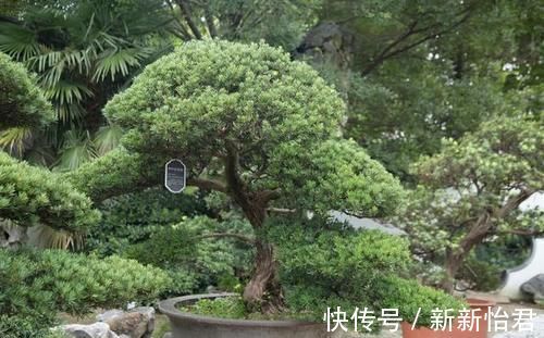 藏家|受人追捧的罗汉松,一树难求,价格昂贵是一方面,主要是珍贵稀少