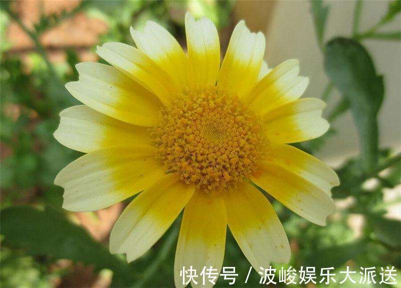 喜欢赏花，就养盆茼蒿菊，淡雅清新，花期超长，轻松爆成菊花海
