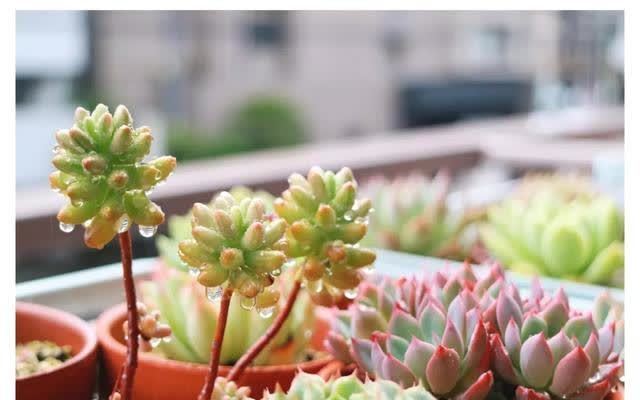 花草三不送,送了变“仇人”,这样看来,老祖宗的话,真的有道理