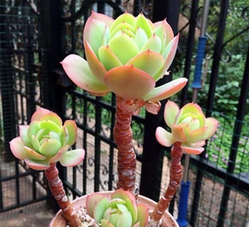 养多肉碧桃,不能宠着它,加点老树皮,养出果冻色