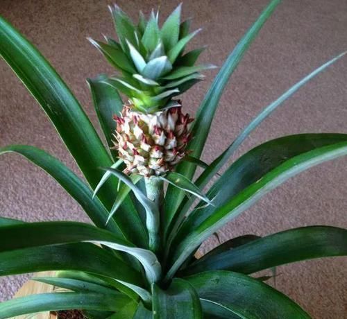 生根|吃完菠萝剩下的叶冠不要丢了,泡水里能生根,还能养成盆栽