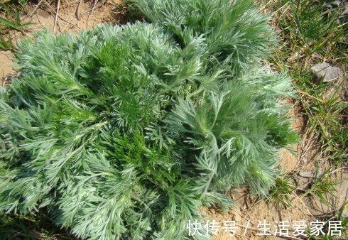 农村|农村到处都是宝,3种常见野菜,养肝护肝,肝脏排毒,女人更年轻
