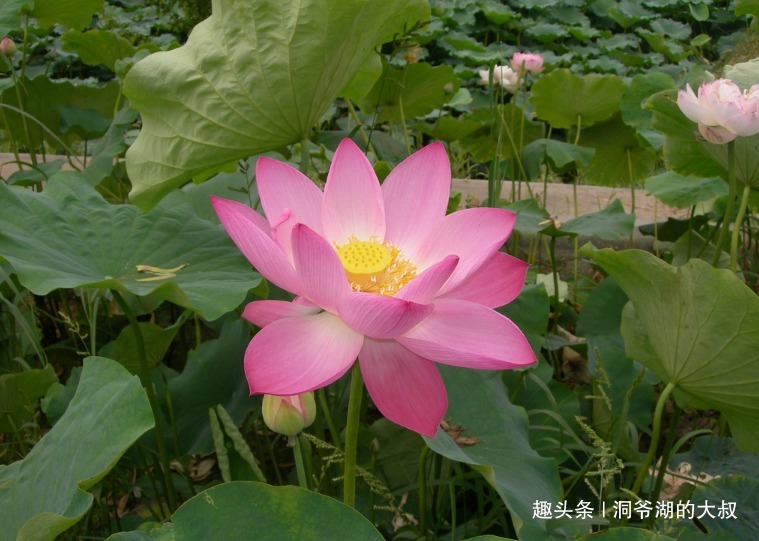 两口子|夫妻有一人属这三个生肖，灾难不进门，有财又有福，晚年生活安逸