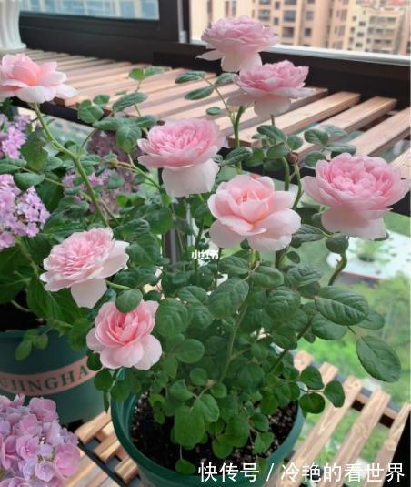 漂亮花|三种“漂亮花”，好养颜值高，却被花友“嫌弃”，不是没道理