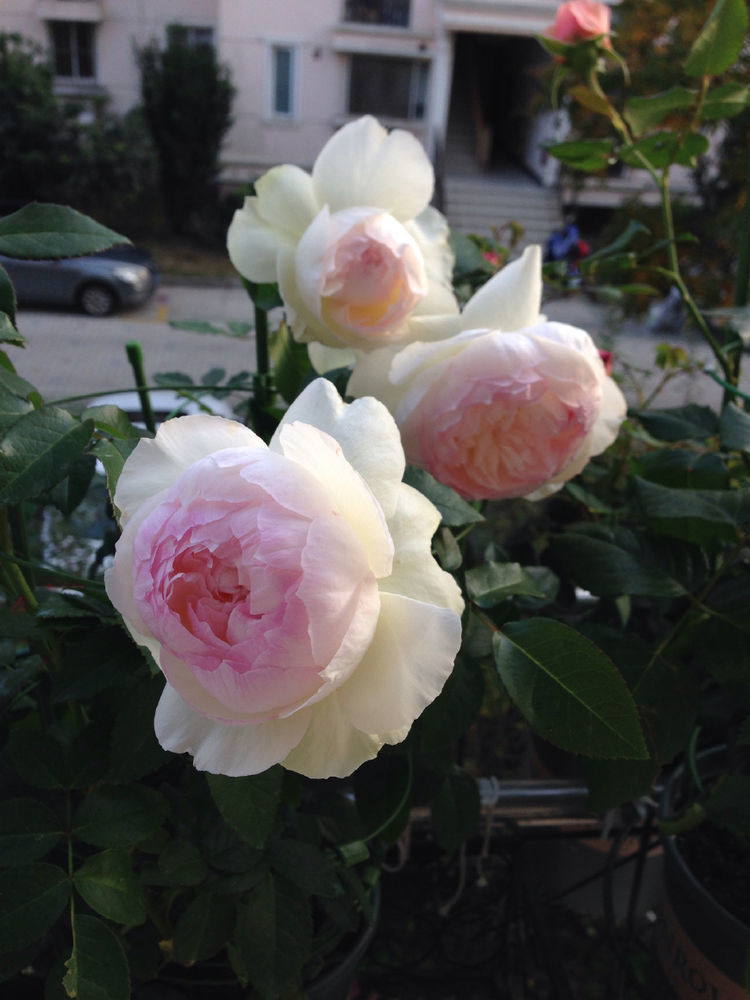 喜欢菊花,就养“菊中珍品”牡丹红,花型丰满,富贵华美