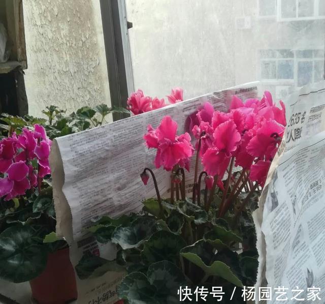 缓解|仙客来晒太阳容易倒伏，莫急，给它戴个帽子能缓解