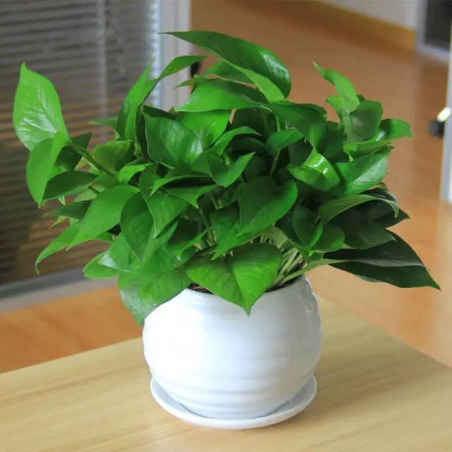 办公桌上摆一盆植物,不仅养心养眼,还有