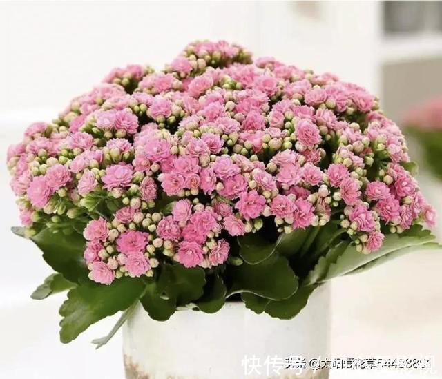 角堇|冬天要懒养的8种花,懒一点浇水开花多