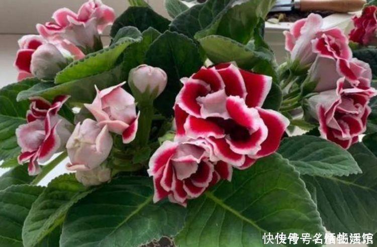 一茬花|几种花养家里,开花漂亮寓意好,一开就是300天,美爆家园拦不住