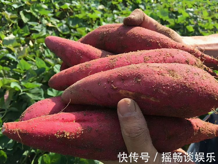 维生素经常吃红薯,到底是升血糖还是降血糖?今天一次性给你说清楚