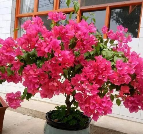 新芽|给三角梅换盆,选对时间,10天冒新芽,年年有花赏