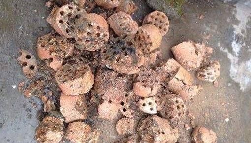 把它加在盆栽里,10年都不会积水烂根,再也不用花钱买肥料了!