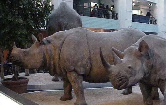 动物|一百年来,中国灭绝了多少动物?