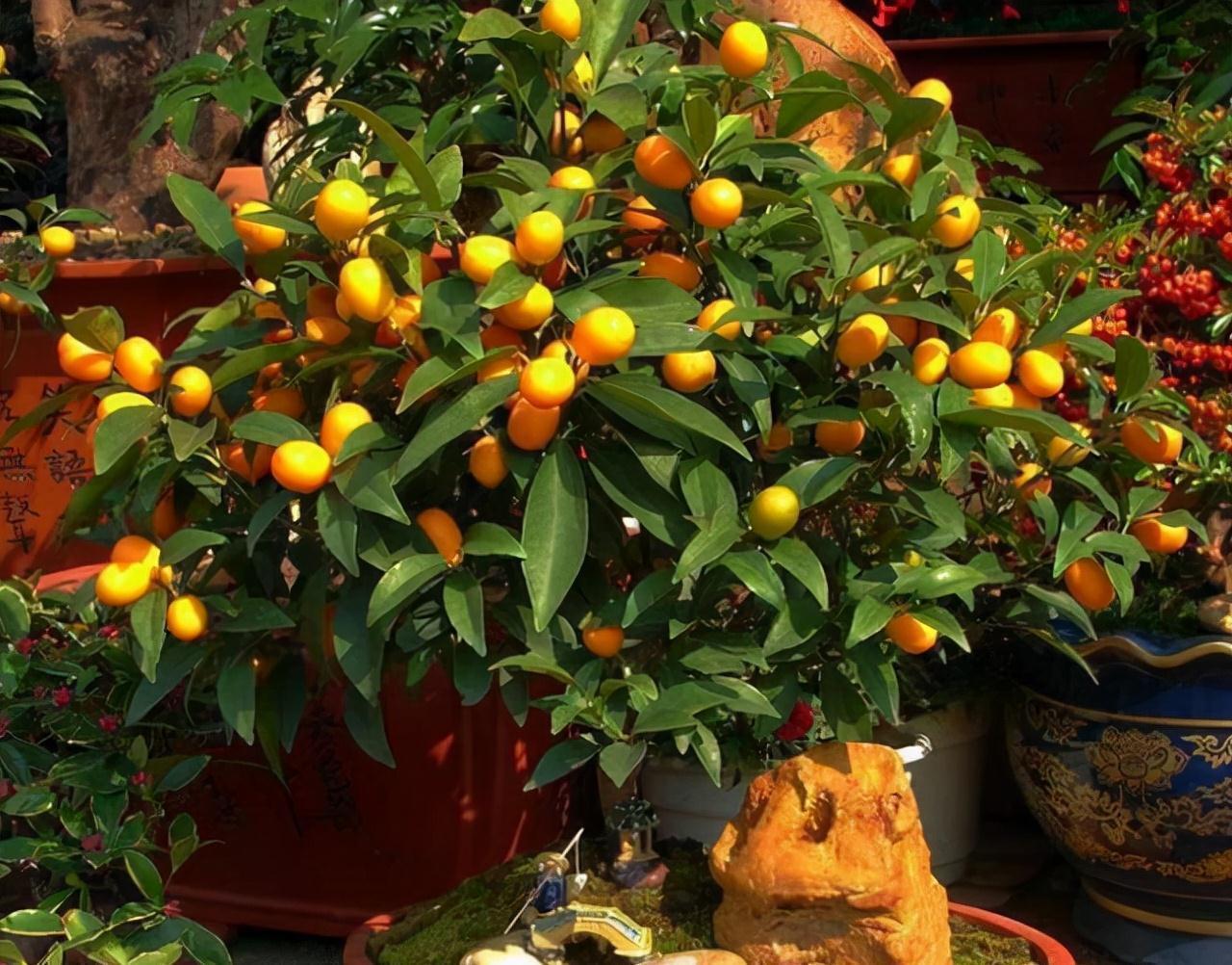 “年味十足”的11种花,颜值高寓意好,想买要趁早,晚了会涨价