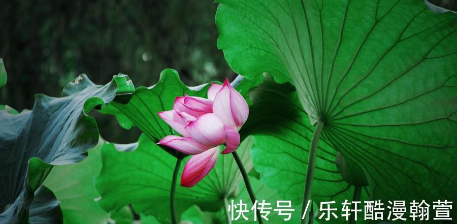 财帛|未来7天，桃花“坐”家中，财帛入库，人生上上吉的生肖