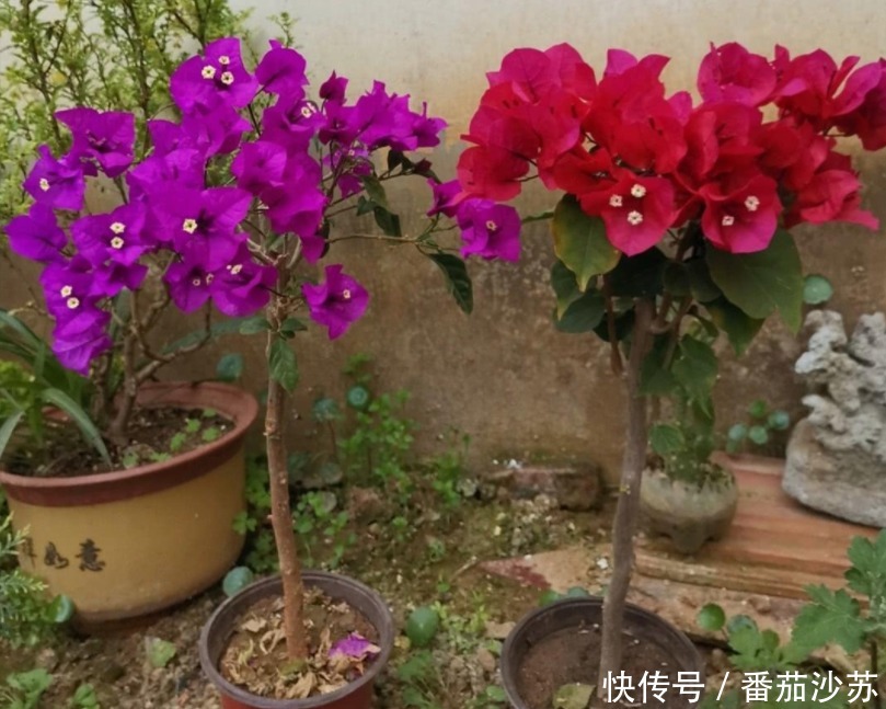 浇灌|用磷酸二氢钾养花,坚持4不施,植物叶不黄、根不烂,呼呼开花