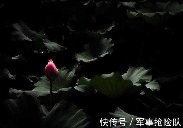 桃花|月老送喜，桃花助阵，情缘回归，恩爱白头，携手一世相随