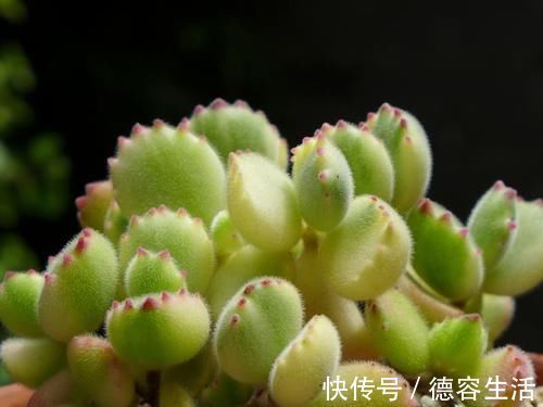 喜欢养多肉努力集齐这9个色系吧，放在阳台上色彩斑斓，非常好看