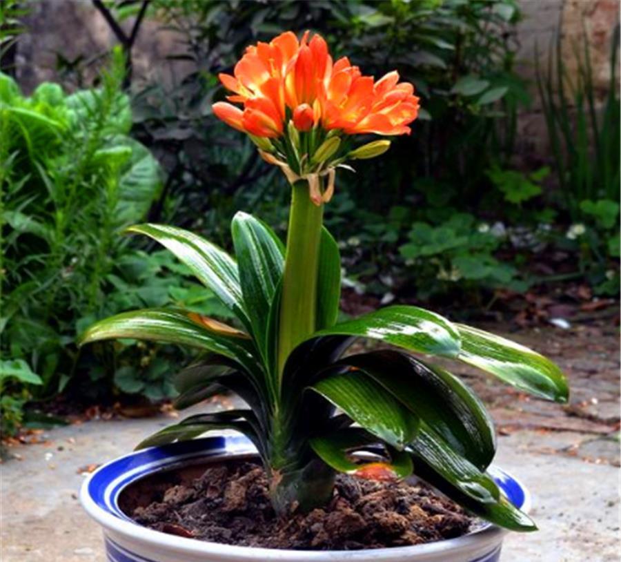 立春了,君子兰换盆正当时,牢记6个小细节,根系粗壮叶子肥