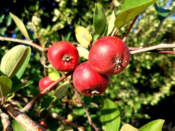 蜂蜜水|对于蜂蜜养生，你知道多少呢？你的蜂蜜养生对吗？快来学习一下