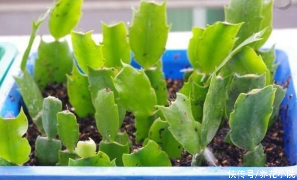 扦插|6种草本花卉,更容易扦插,掐根枝条就能养活