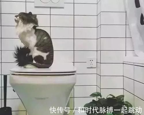 排污|越来越多人都不装老式马桶了,现在流行用它替代,好用又省地