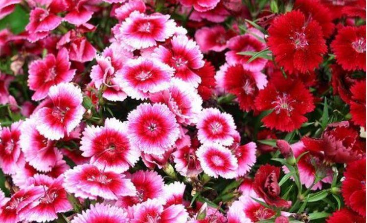 家养此款花卉,开花勤爱爆盆,个个开成大花球,开花一茬接一茬!