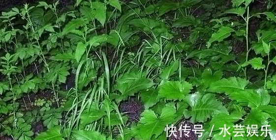 清热解毒|没人注意的山野菜，确实一道美味，用来凉拌清热解毒！