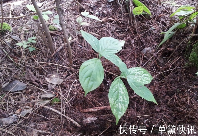 槟榔油|央视列为“一级致癌物”,吃一口,赛喝马桶水3次