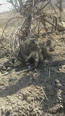 |搞笑GIF趣图我的迪迦不可能这样的! 小朋友看了瞬间心碎…