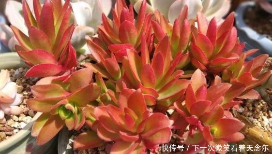 新手养花，不如养盆花中精品“火祭”，红艳似火，美丽动人