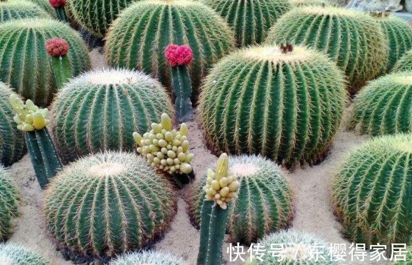 土豆|全部都是谣传,这些谎言策划精良,盘点养花坑爹那点事