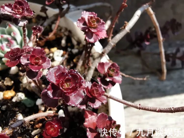 佛系养肉人生活明朗，多肉可爱，唯适者生存！