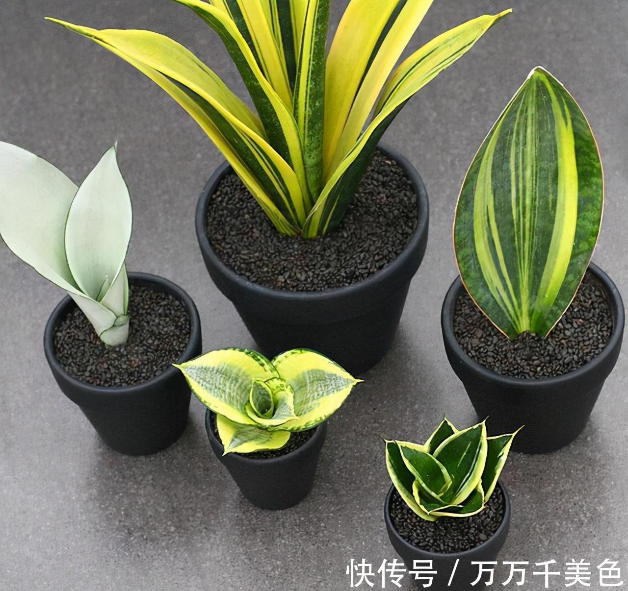 虎皮兰有“3怕两不喜”,难怪不爱出小芽,还越长越难看